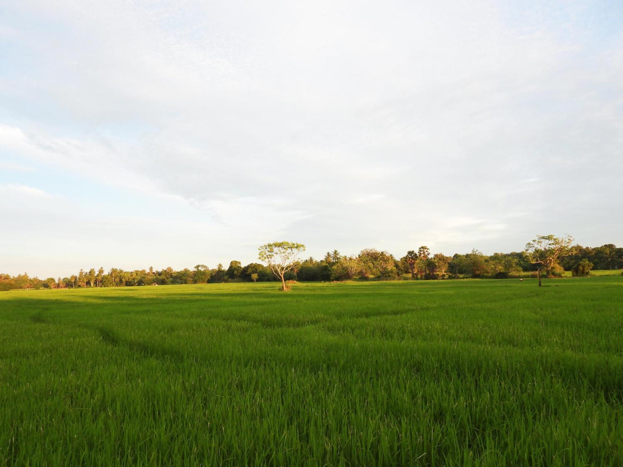 Green Sapphire Holiday Resort Wilpaththu ويلباتو المظهر الخارجي الصورة