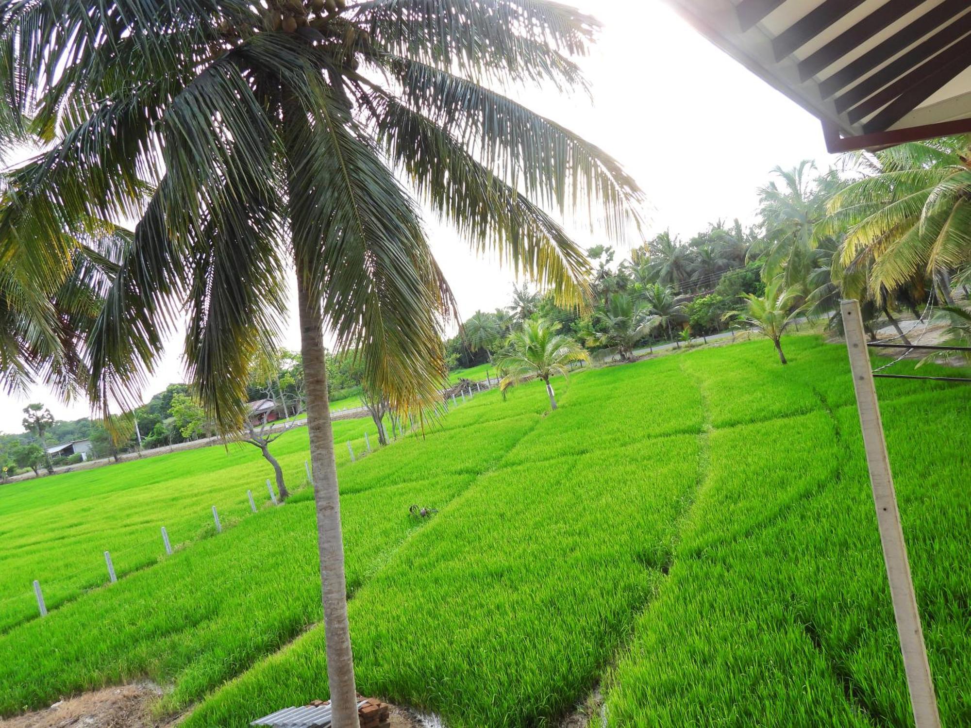 Green Sapphire Holiday Resort Wilpaththu ويلباتو المظهر الخارجي الصورة