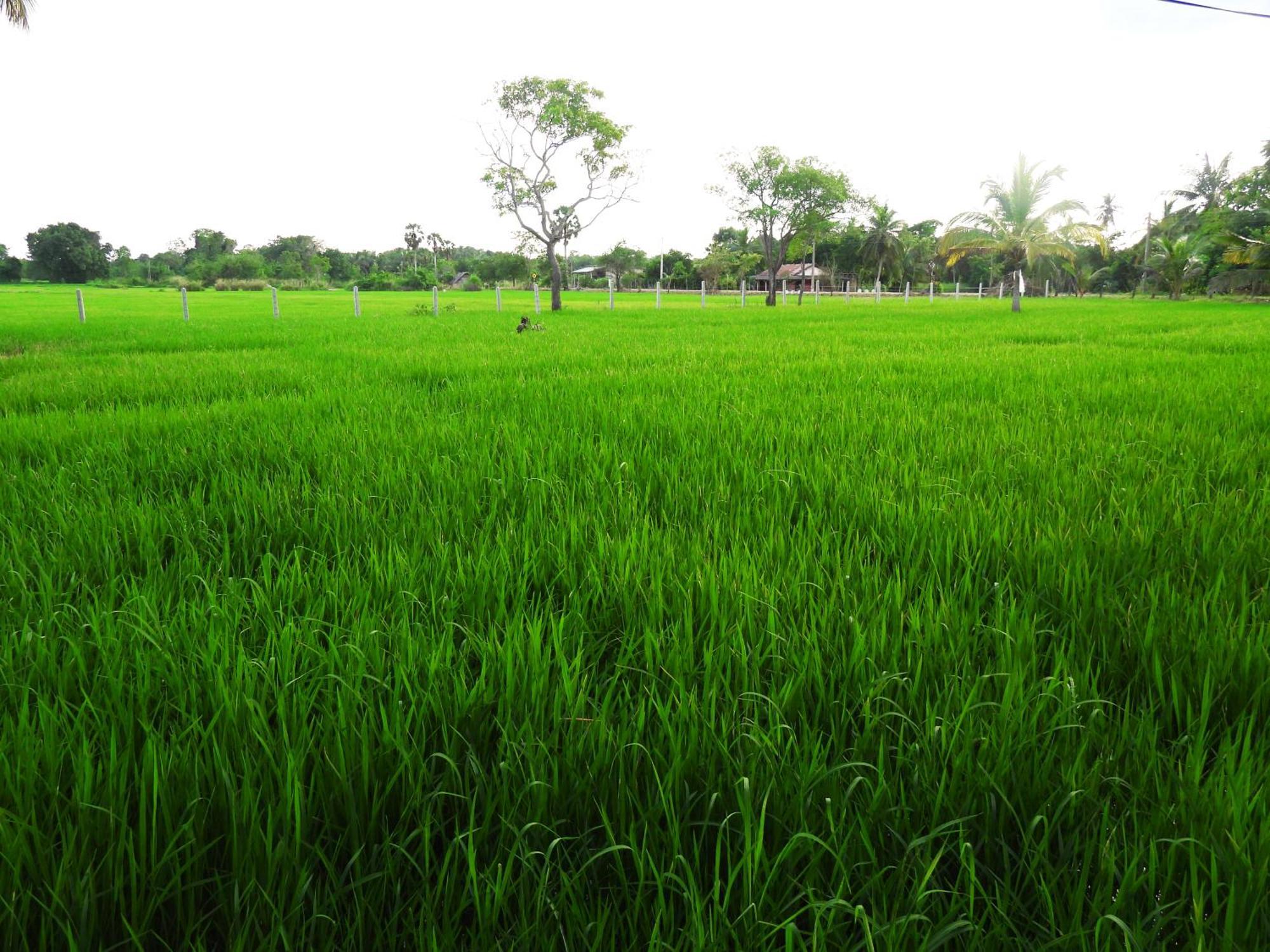 Green Sapphire Holiday Resort Wilpaththu ويلباتو المظهر الخارجي الصورة