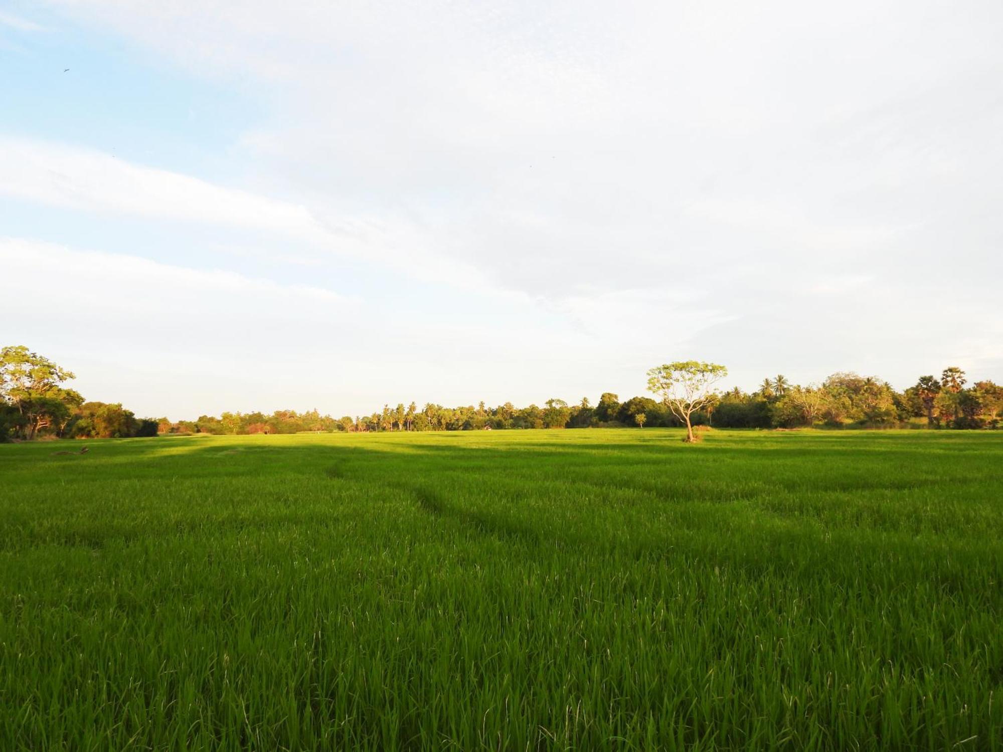 Green Sapphire Holiday Resort Wilpaththu ويلباتو المظهر الخارجي الصورة